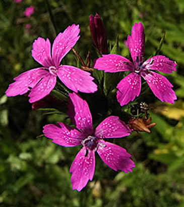 group of flowers